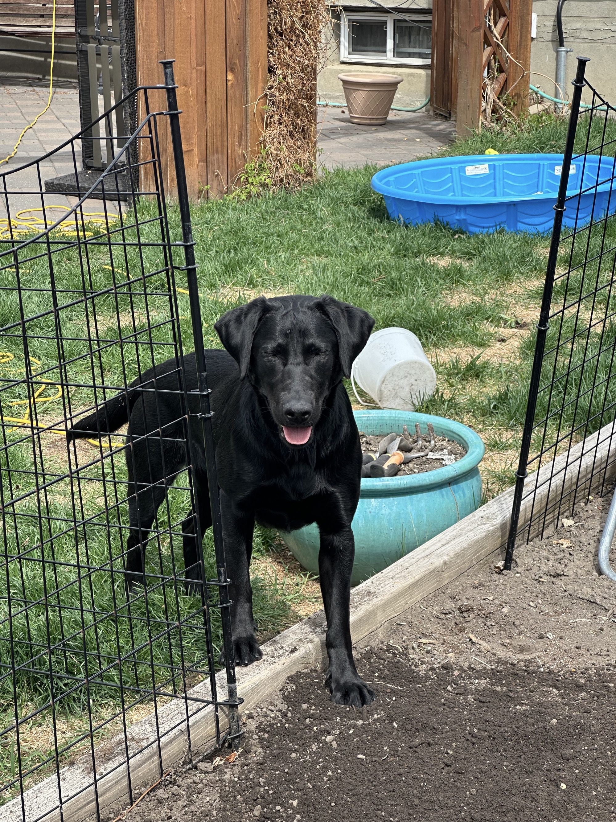 Me when told not to go into the garden.